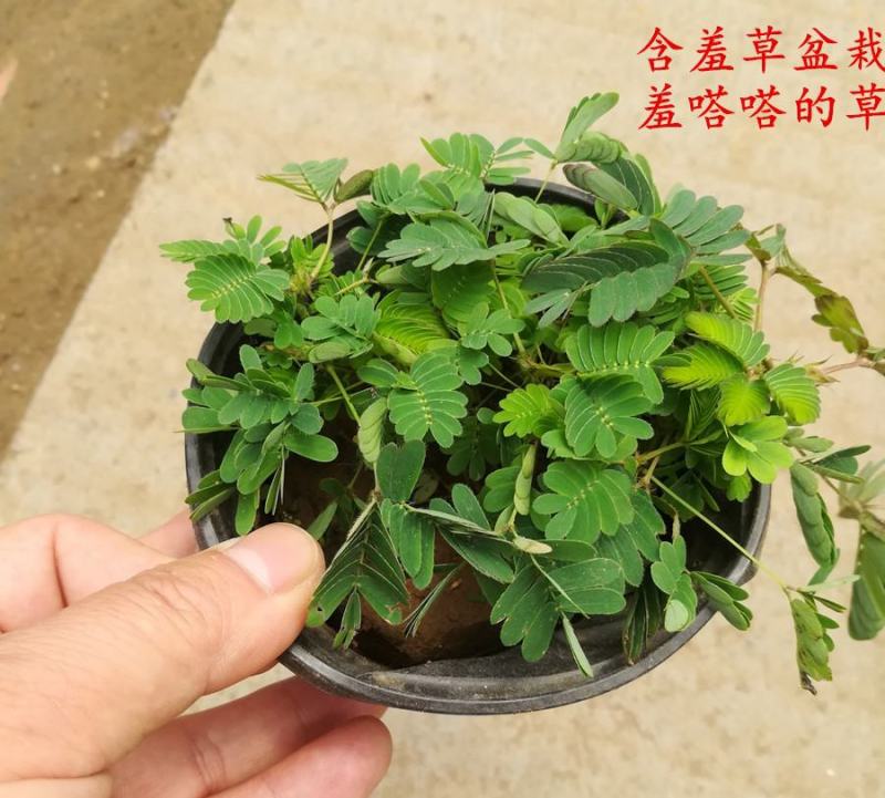 含羞草小盆栽办公桌趣味植物室内阳台花卉彩叶害羞草花苗