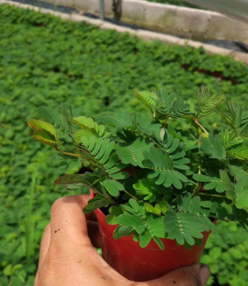 含羞草小盆栽办公桌趣味植物室内阳台花卉彩叶害羞草花苗