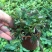 含羞草小盆栽办公桌趣味植物室内阳台花卉彩叶害羞草花苗