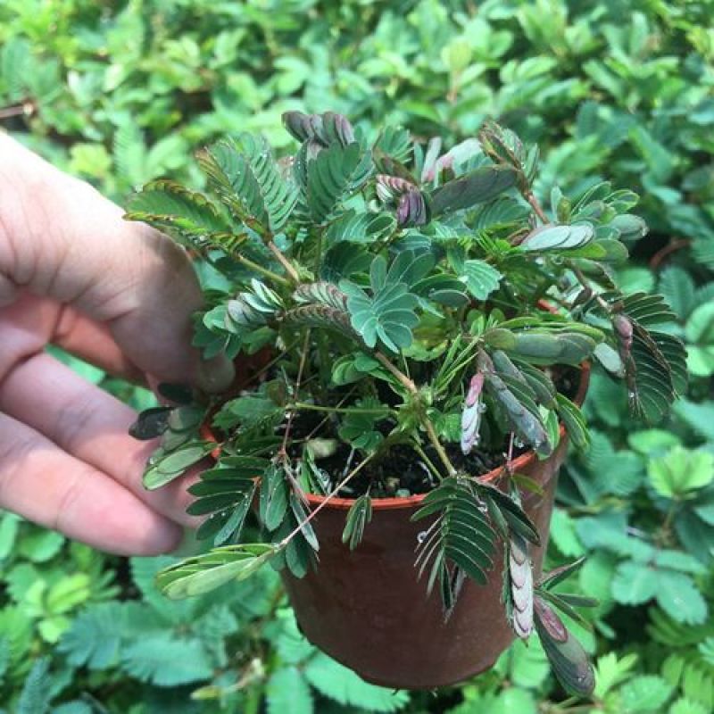 含羞草小盆栽办公桌趣味植物室内阳台花卉彩叶害羞草花苗