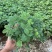 含羞草小盆栽办公桌趣味植物室内阳台花卉彩叶害羞草花苗