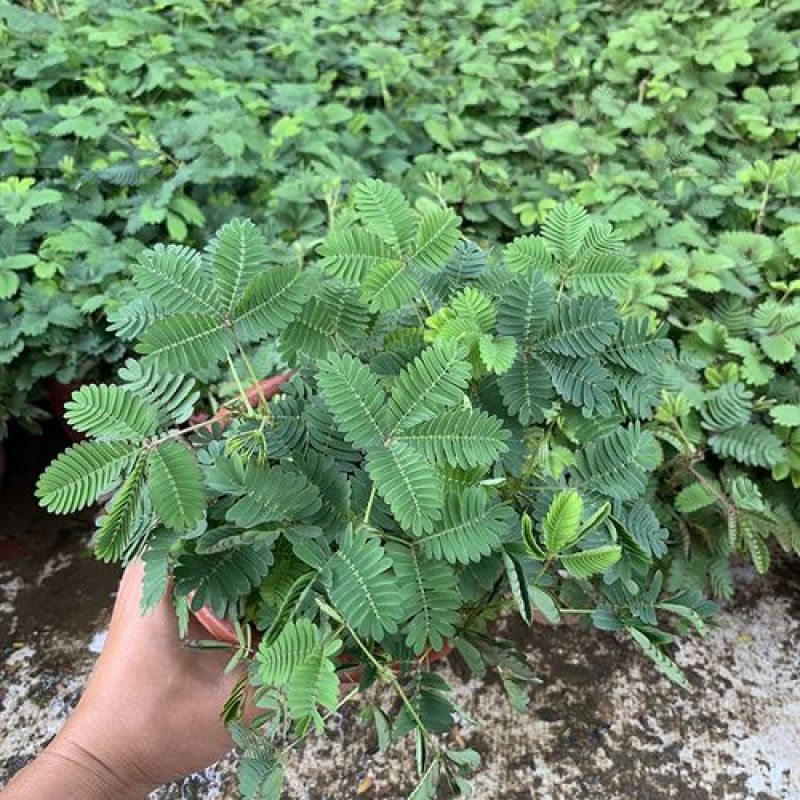含羞草小盆栽办公桌趣味植物室内阳台花卉彩叶害羞草花苗