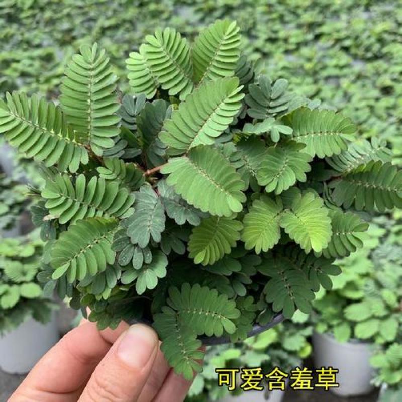 含羞草小盆栽办公桌趣味植物室内阳台花卉彩叶害羞草花苗