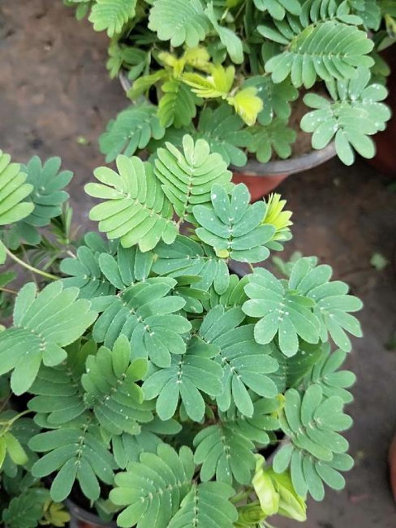 含羞草小盆栽办公桌趣味植物室内阳台花卉彩叶害羞草花苗