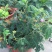 含羞草小盆栽办公桌趣味植物室内阳台花卉彩叶害羞草花苗