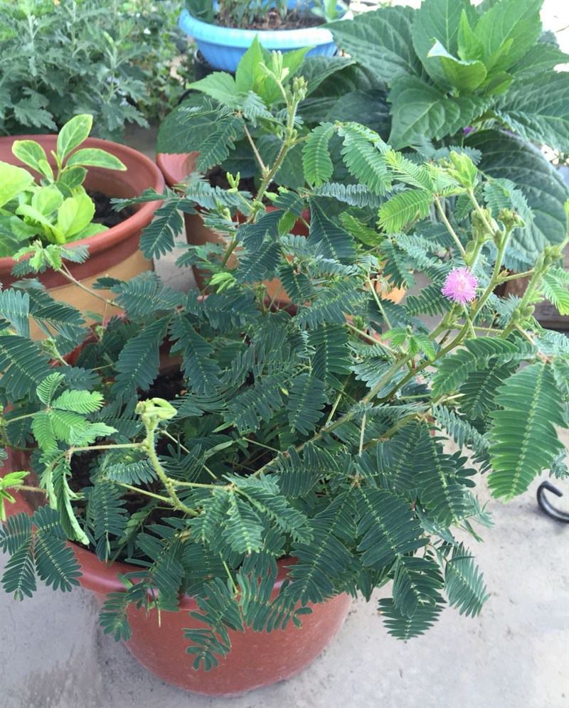 含羞草小盆栽办公桌趣味植物室内阳台花卉彩叶害羞草花苗