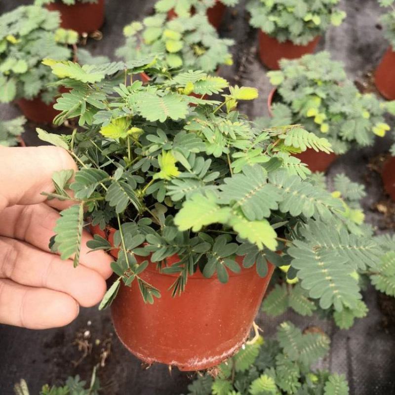 含羞草小盆栽办公桌趣味植物室内阳台花卉彩叶害羞草花苗