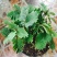 含羞草小盆栽办公桌趣味植物室内阳台花卉彩叶害羞草花苗