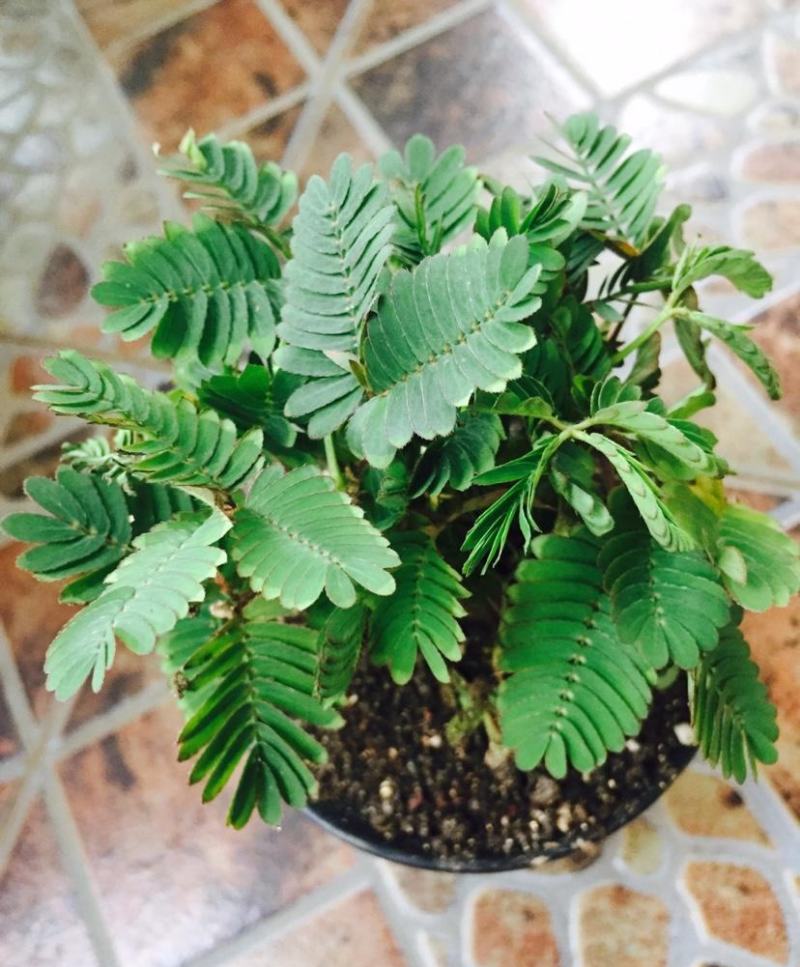 含羞草小盆栽办公桌趣味植物室内阳台花卉彩叶害羞草花苗