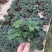 含羞草小盆栽办公桌趣味植物室内阳台花卉彩叶害羞草花苗