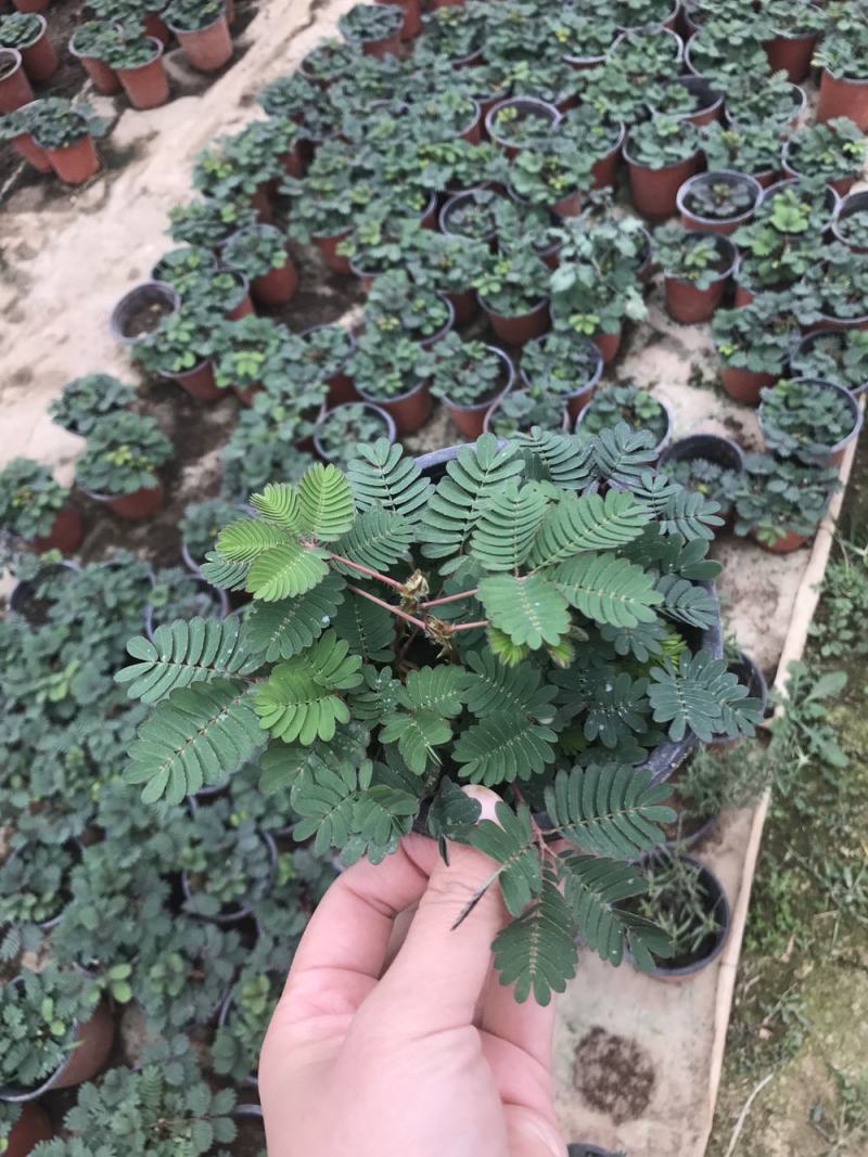 含羞草小盆栽办公桌趣味植物室内阳台花卉彩叶害羞草花苗