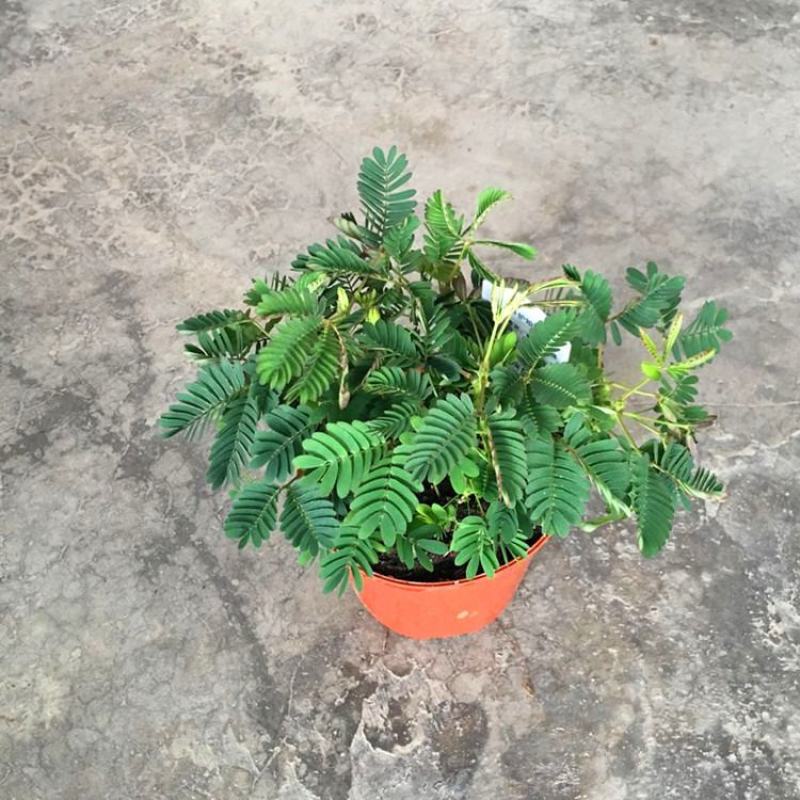 含羞草小盆栽办公桌趣味植物室内阳台花卉彩叶害羞草花苗
