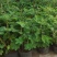 含羞草小盆栽办公桌趣味植物室内阳台花卉彩叶害羞草花苗