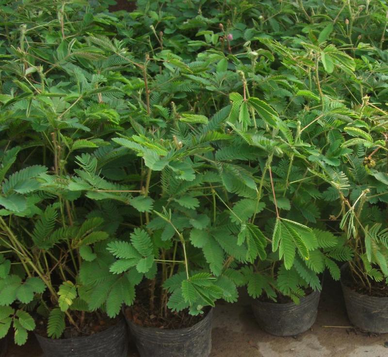 含羞草小盆栽办公桌趣味植物室内阳台花卉彩叶害羞草花苗