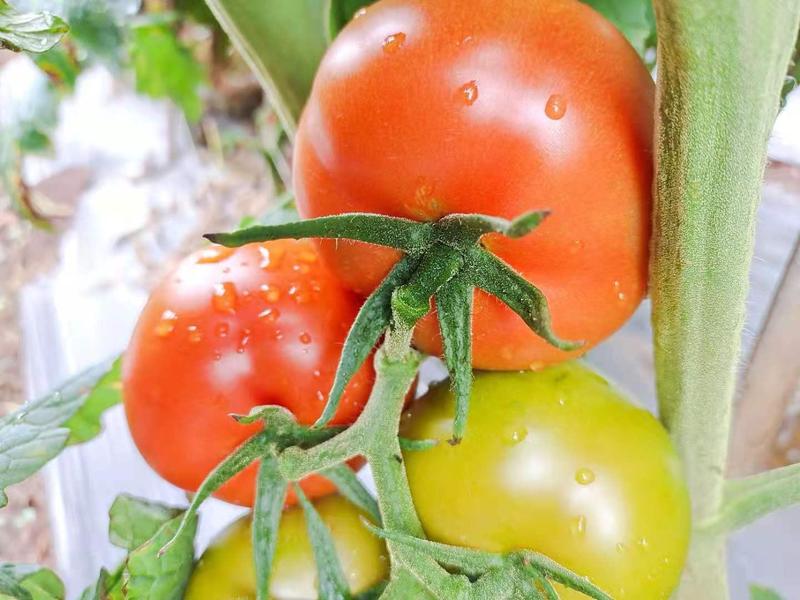 元谋新鲜沙瓤生吃西红柿沙瓤大番茄露天种植自然成熟一件代发