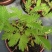 含羞草花种子奇趣植物害羞草种子盆栽植物阳台室内花籽