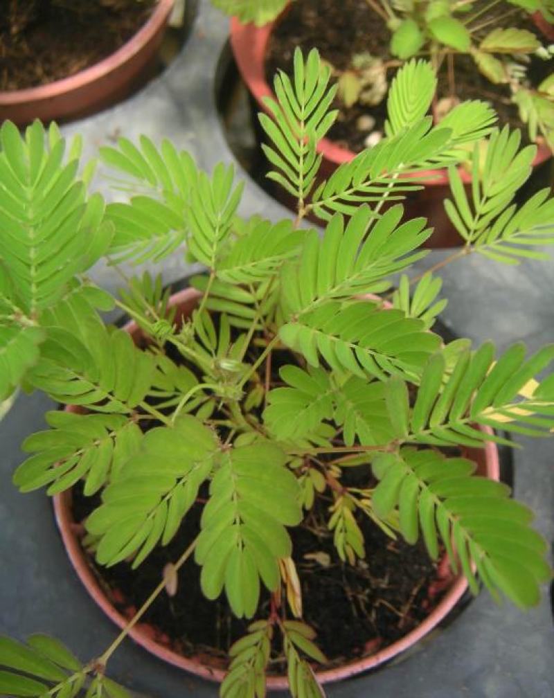 含羞草花种子奇趣植物害羞草种子盆栽植物阳台室内花籽