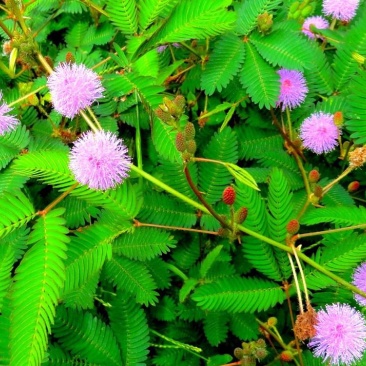 含羞草花种子奇趣植物害羞草种子盆栽植物阳台室内花籽