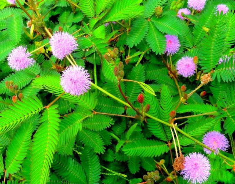 含羞草花种子奇趣植物害羞草种子盆栽植物阳台室内花籽