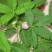 含羞草花种子奇趣植物害羞草种子盆栽植物阳台室内花籽