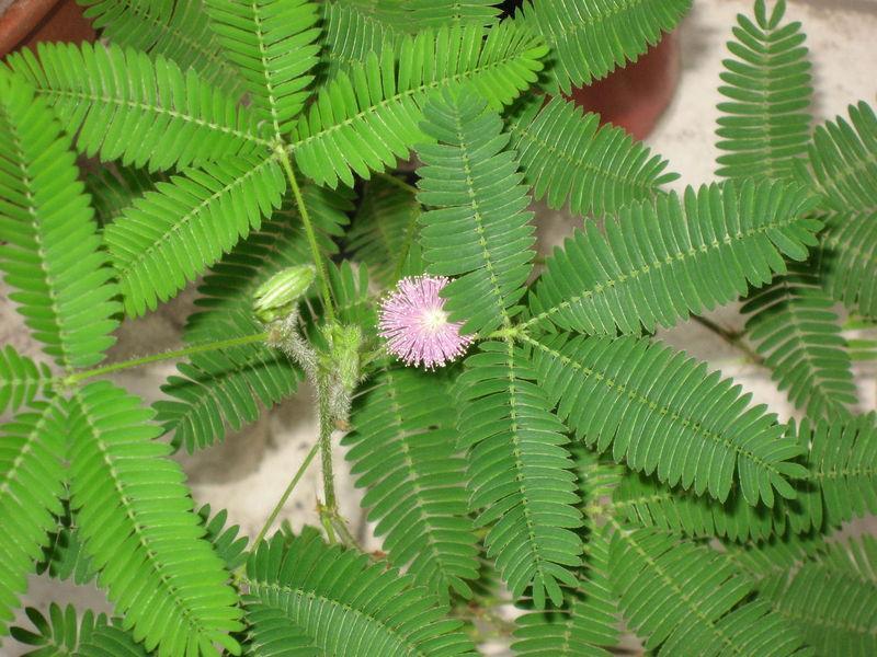 含羞草花种子奇趣植物害羞草种子盆栽植物阳台室内花籽