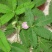含羞草花种子奇趣植物害羞草种子盆栽植物阳台室内花籽