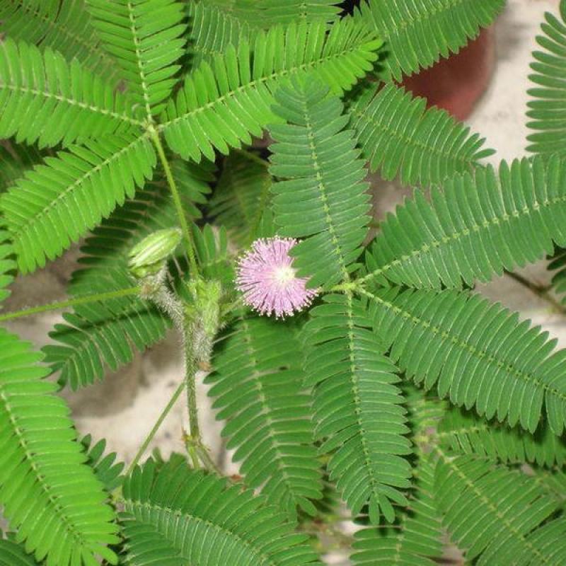 含羞草花种子奇趣植物害羞草种子盆栽植物阳台室内花籽