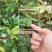 含羞草花种子奇趣植物害羞草种子盆栽植物阳台室内花籽