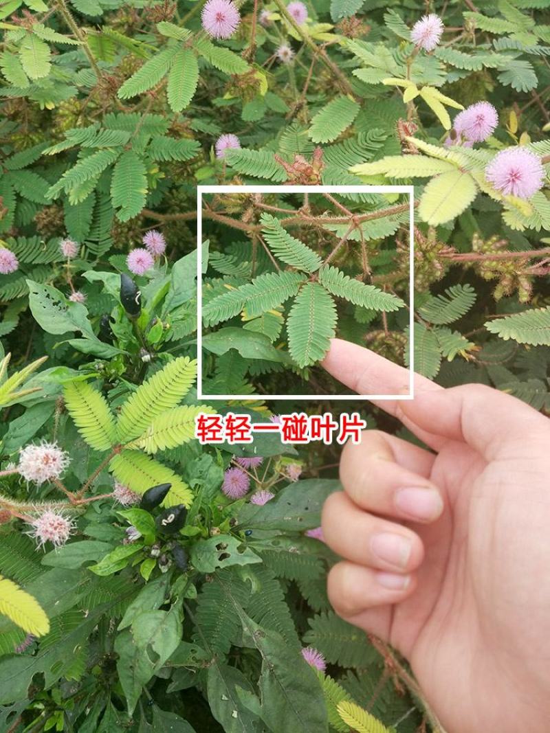 含羞草花种子奇趣植物害羞草种子盆栽植物阳台室内花籽