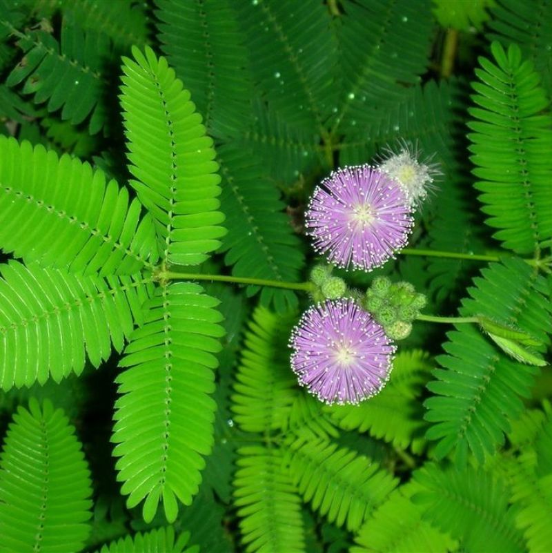 含羞草花种子奇趣植物害羞草种子盆栽植物阳台室内花籽