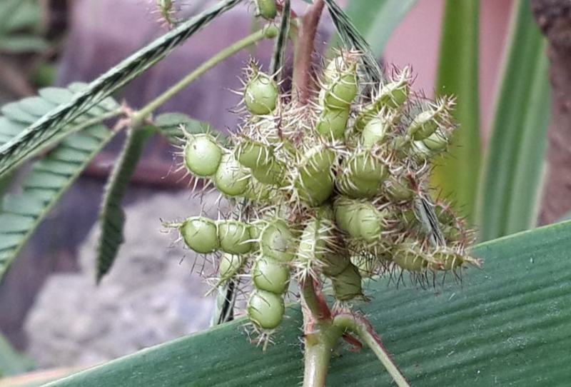 含羞草花种子奇趣植物害羞草种子盆栽植物阳台室内花籽