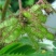 含羞草花种子奇趣植物害羞草种子盆栽植物阳台室内花籽