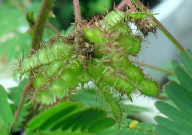 含羞草花种子奇趣植物害羞草种子盆栽植物阳台室内花籽