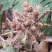 含羞草花种子奇趣植物害羞草种子盆栽植物阳台室内花籽