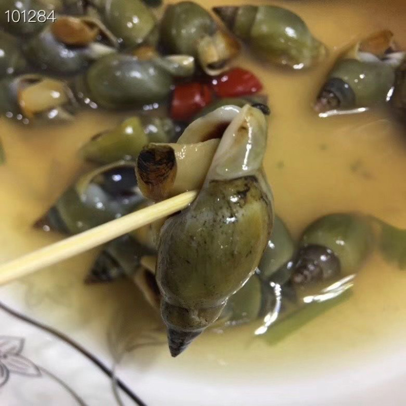 青螺翡翠螺捞汁食材小海螺贝类海鲜贝类水产冷冻海锥