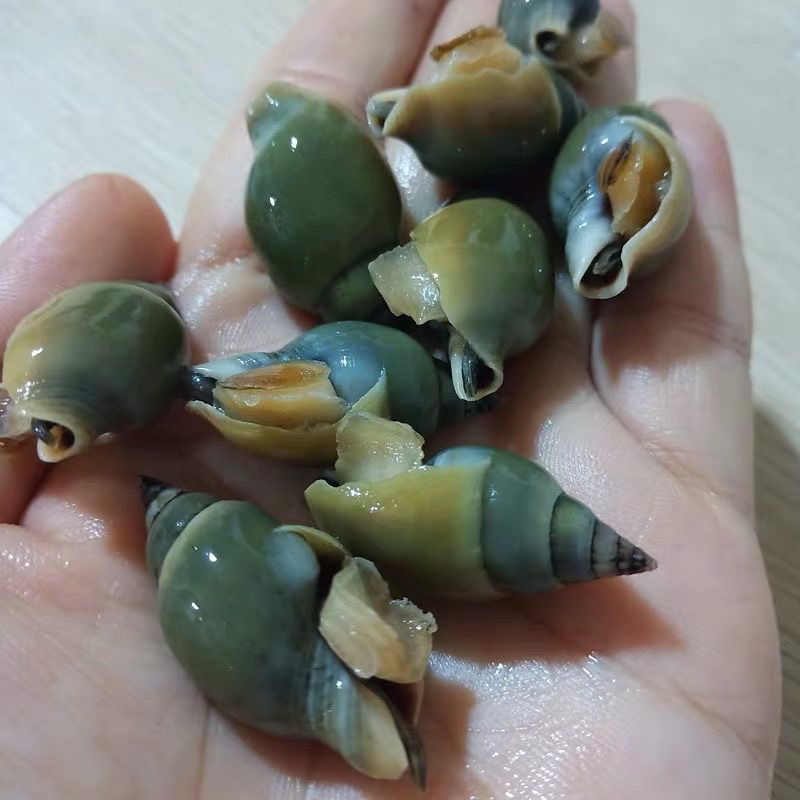 青螺翡翠螺捞汁食材小海螺贝类海鲜贝类水产冷冻海锥