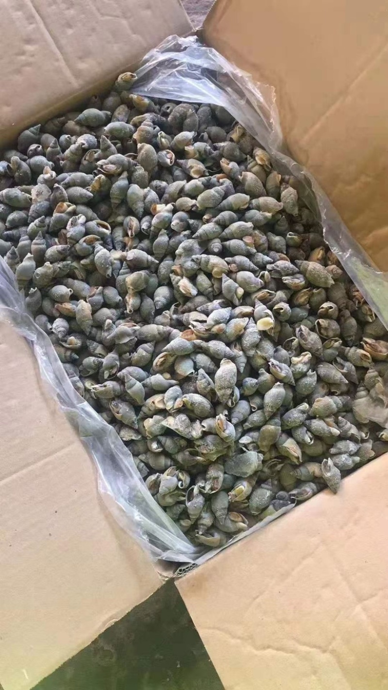 青螺翡翠螺捞汁食材小海螺贝类海鲜贝类水产冷冻海锥