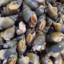 青螺翡翠螺捞汁食材小海螺贝类海鲜贝类水产冷冻海锥