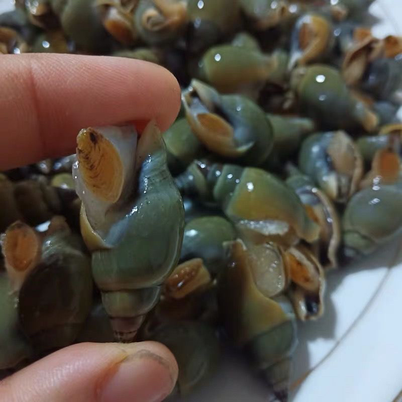青螺翡翠螺捞汁食材小海螺贝类海鲜贝类水产冷冻海锥