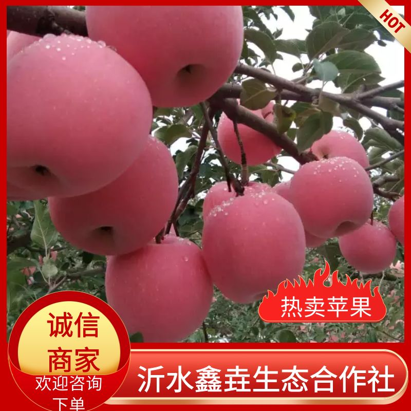 热卖【沂源红富士苹果】一手货源常年供货全国发货