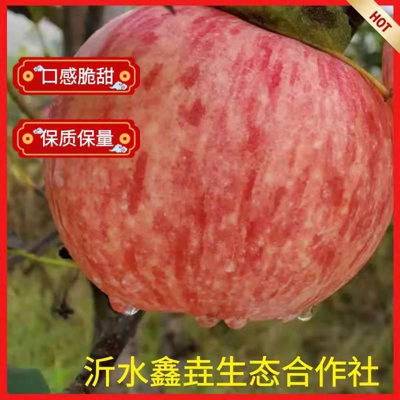 热卖【沂源红富士苹果】一手货源常年供货全国发货