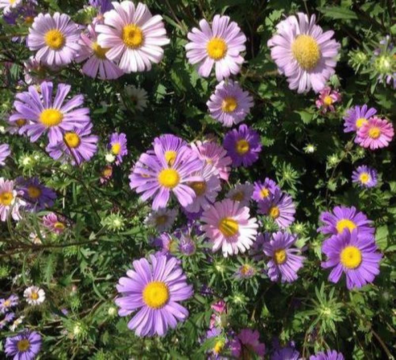五色菊种子菊花阳台盆栽室内易种庭院观花景观花草花海