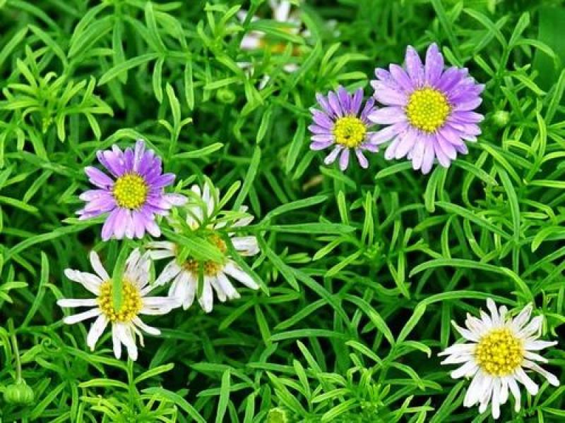 五色菊种子菊花阳台盆栽室内易种庭院观花景观花草花海