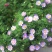 五色菊种子菊花阳台盆栽室内易种庭院观花景观花草花海