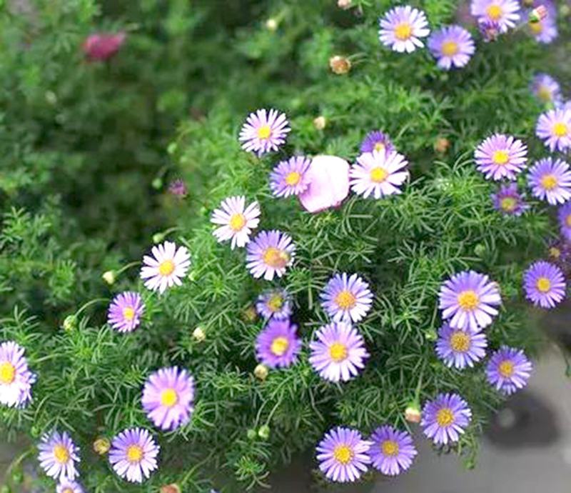 五色菊种子菊花阳台盆栽室内易种庭院观花景观花草花海