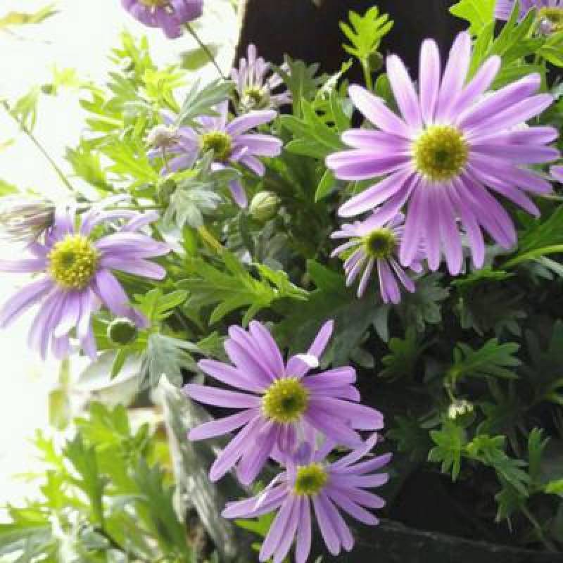 五色菊种子菊花阳台盆栽室内易种庭院观花景观花草花海