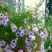 五色菊种子菊花阳台盆栽室内易种庭院观花景观花草花海