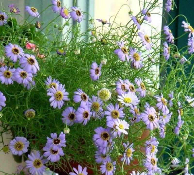 五色菊种子菊花阳台盆栽室内易种庭院观花景观花草花海