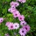 五色菊种子菊花阳台盆栽室内易种庭院观花景观花草花海