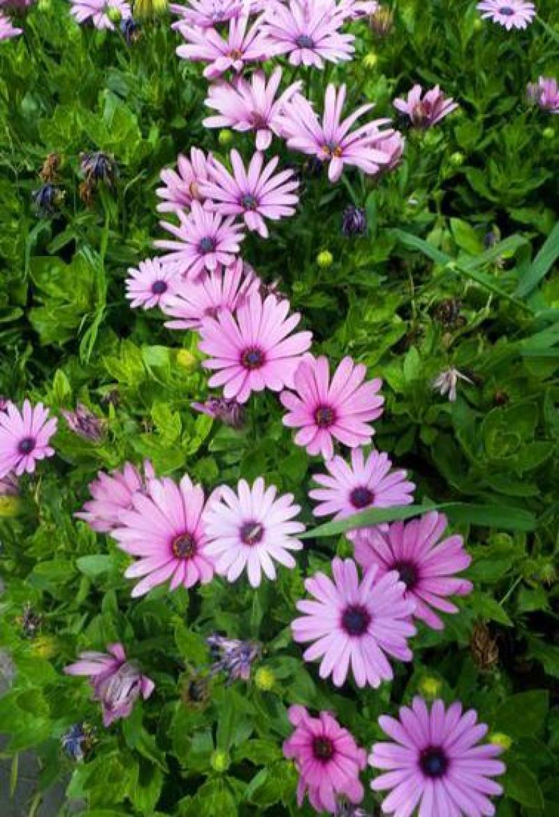 五色菊种子菊花阳台盆栽室内易种庭院观花景观花草花海